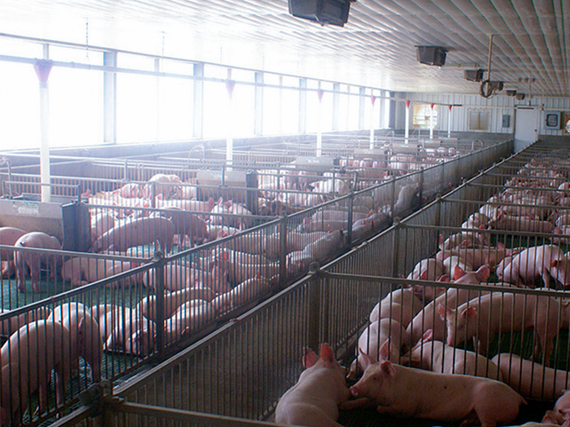 Canglong Array image74